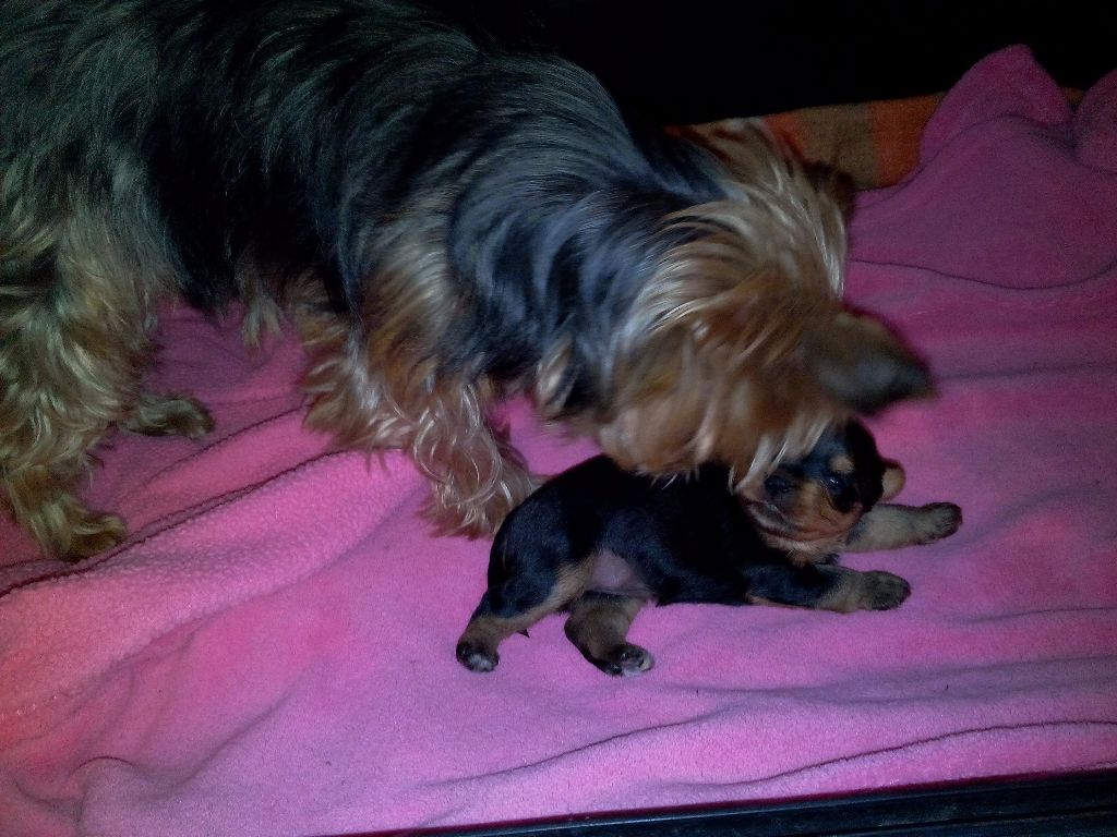 chiot Yorkshire Terrier my Toffee Forever